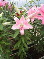 [1889 Burana VH No02.JPG]